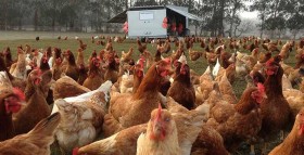 Chickens Feeding on the farm at Toms Paddock