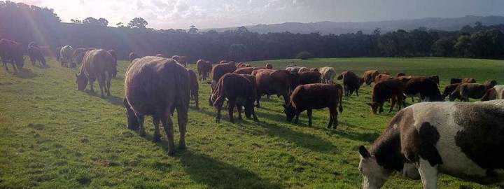 pasture fed beef grazing at Toms Paddock
