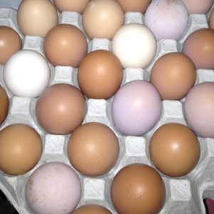 Paddock Eggs