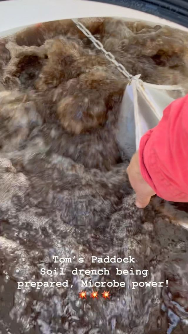 Tom’s Paddock 
Soil drench being prepared, Microbe power!💥💥💥