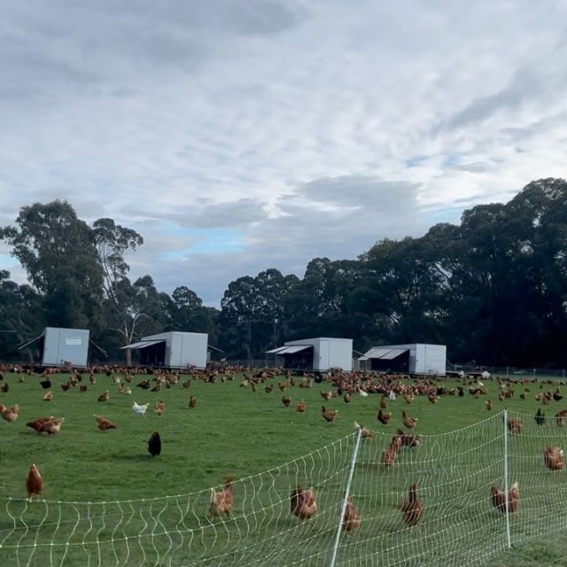 Calves and hitting the ground running 🥰 and the chooks are loving the sunshine, come on spring get a move on 🤞…#tomspaddockeggs #regenerativeagriculture