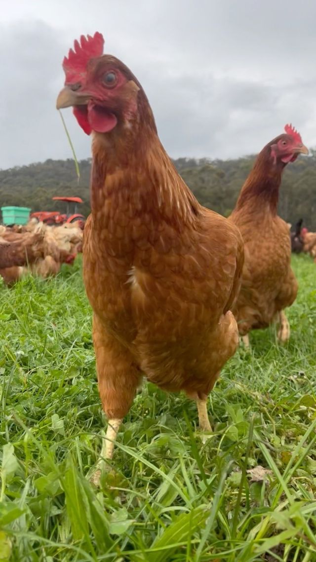 Ever wondered what happy sounds like 🐓 🌾 🌈