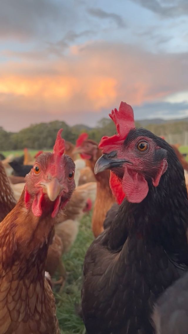 Beautiful evening to be hen pecked here @tomspaddock #regenerativeagriculture
