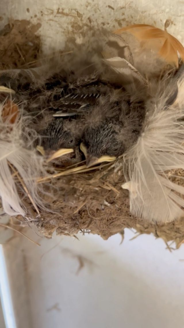 Welcome swallows 👋